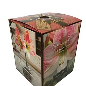 May include: A red, white, and gold box with a growing kit for an indoor apple blossom amaryllis. The box features a close-up image of a pink and white amaryllis flower with the text "Growing Kit 1 Indoor Apple Blossom Amaryllis".