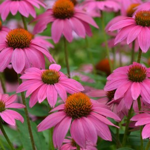 Echinacea Powwow Berry Coneflower 4&quot; Pot = Live Potted Plant