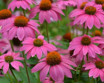 Echinacea Powwow Berry Coneflower 4" Pot = Live Potted Plant