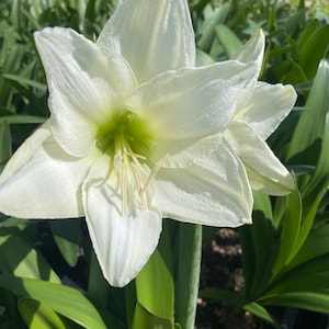 Denver Amaryllis Bulb, Huge bulb!. Great for Forcing! Wonderful and unique gift!