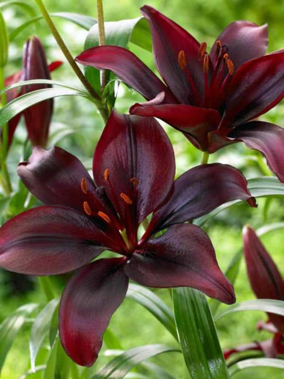5 Landini Asiatic Lily Bulbs Etsy