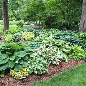 Hosta Mixed -Perennial Bare Roots, you chose amount!  This is a true mix, we do not know exactly what will be sent out in each order