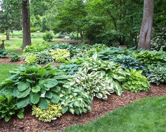 Hosta Mixed -Perennial Bare Roots, you chose amount!  This is a true mix, we do not know exactly what will be sent out in each order