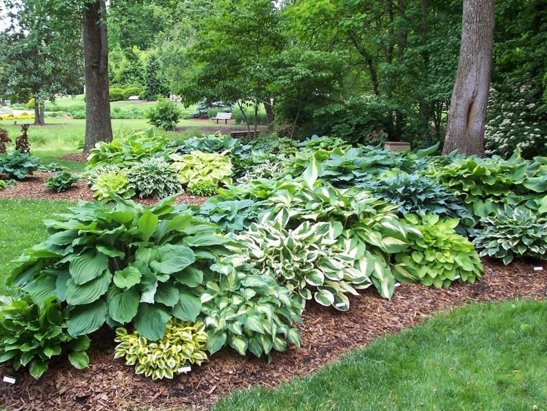 May include: A garden bed filled with a variety of hosta plants. The plants have large, green leaves with some variegated foliage. The bed is surrounded by mulch and green grass.