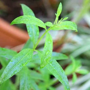 Lemon Verbena Plant - Perennial Herb -Aloysia -Live Plant-4" Pot. Temp Sensitive. Order when your weather is mild, not too hot, not too cold