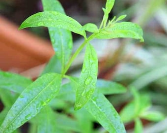 Lemon Verbena Plant - Perennial Herb -Aloysia -Live Plant-4" Pot. Temp Sensitive. Order when your weather is mild, not too hot, not too cold