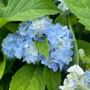 Hydrangea Arborescens Blue 2.25 Inch Starter Plant, this is an End of the Season price on these, get them at a Bargain image 6