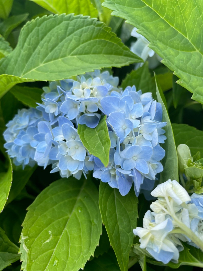Hydrangea Arborescens Blue 2.25 Inch Starter Plant, this is an End of the Season price on these, get them at a Bargain image 6