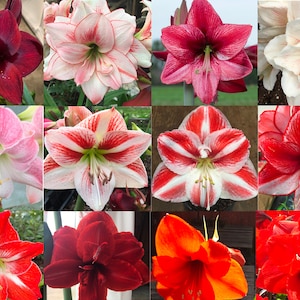 Mixed Amaryllis Bulbs Random Mix! Healthy Bulbs! Free Shipping!!