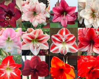 Mixed Amaryllis Bulbs Random Mix! Healthy Bulbs! Free Shipping!!