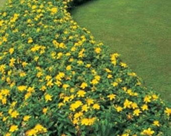 May include: A winding path lined with a dense bed of yellow flowers and green foliage. The flowers are small and clustered together, creating a vibrant yellow carpet.