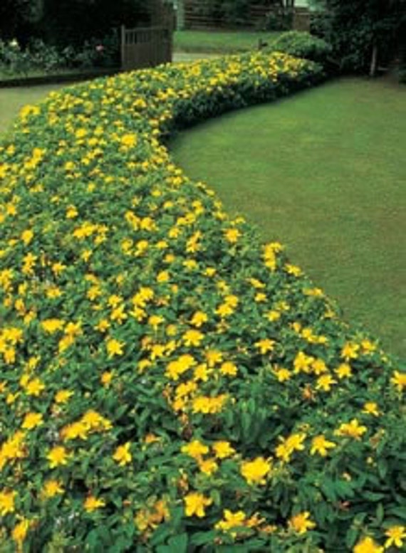 Creeping St Johns Wort Aaron S Beard Hypericum Calyinum Etsy
