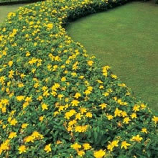 Creeping St Johns Wort/ Aaron's Beard/ Hypericum Calyinum in 4 Inch Pots