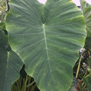 2 HUGE  Elephant Ear Bulbs