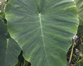 2 HUGE  Elephant Ear Bulbs