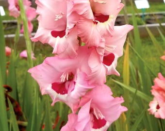 Days of Wine and Roses Easy to Grow Gladiolus Bulbs-- End of season Bulb Clearance! You choose amount!!