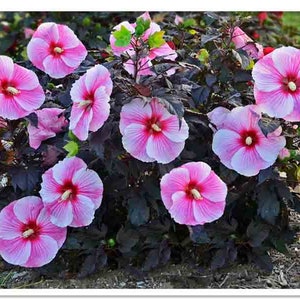 2 Starry Night Rosemallow Plant in 4 inch cups