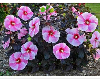 2 Starry Night Rosemallow Plant in 4 inch cups