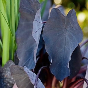 Black Magic Elephant Ears - in 4 inch Containers