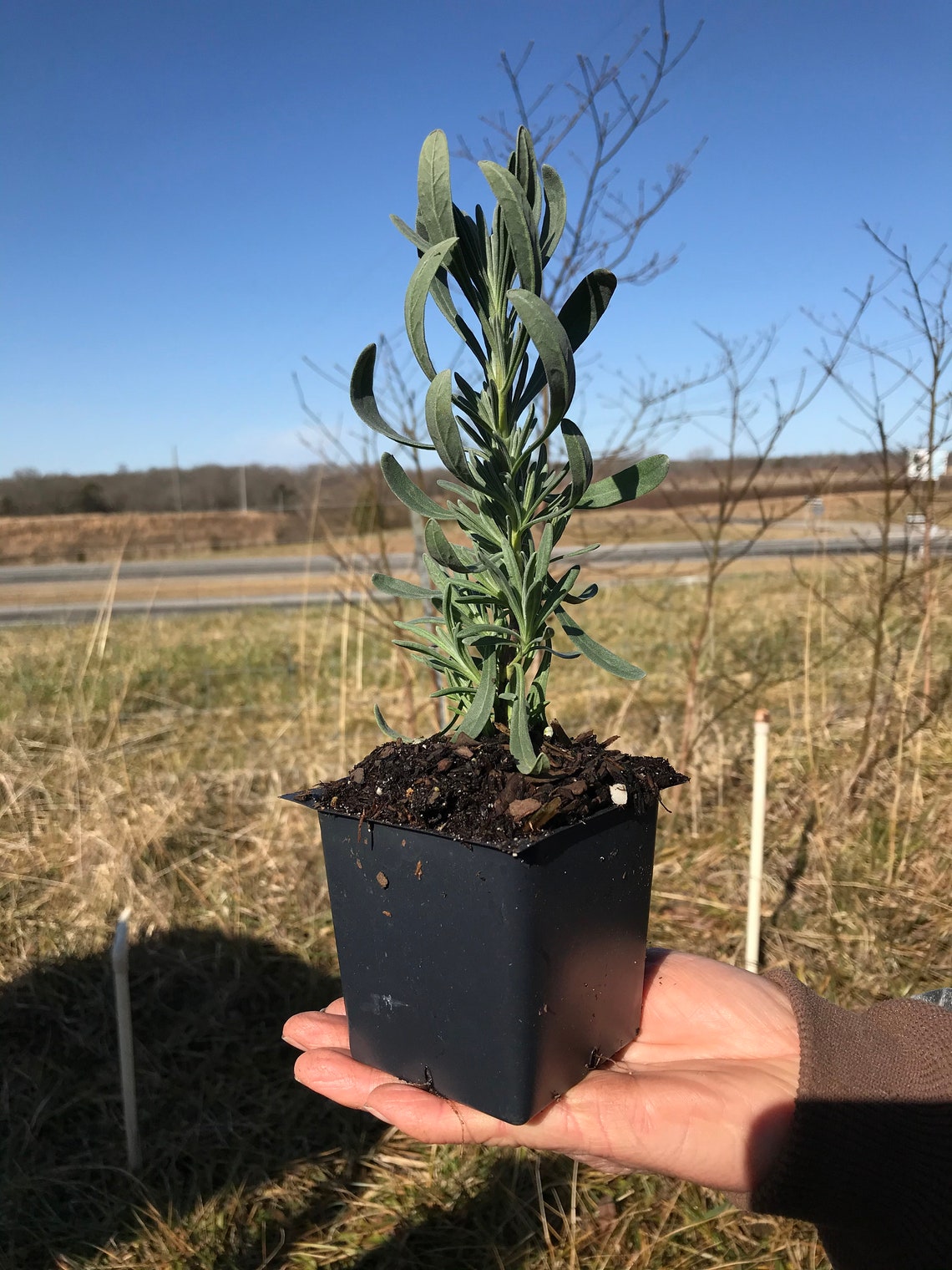 Sensational Lavender 3.5 inch cupsThich Purple Etsy