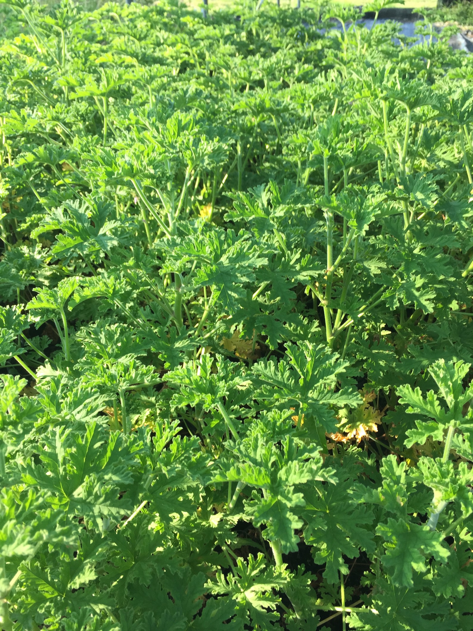 3 Citronella Plants in 2.5 Inch Pots . Mosquito Etsy