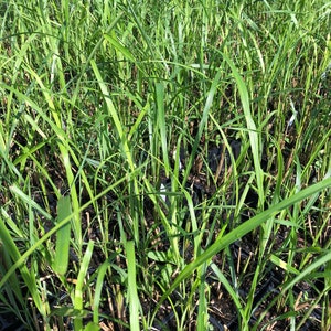 Lemongrass PlantContainer in 2.25 Inch Size Also known as Fever Grass, Cymbopogon Citratus image 6