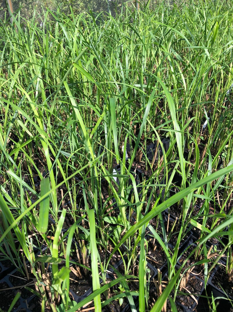 Lemongrass PlantContainer in 2.25 Inch Size Also known as Fever Grass, Cymbopogon Citratus image 6