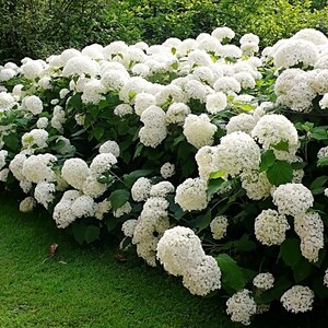 Hydrangea Arborescens Annabelle 2.5 Inch Starter Plant, this is an End of the Season price on these, get them at a Bargain image 4