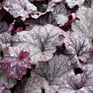 Mixed Heuchera in 3.5 inch pots, you choose amount We send out whatever is the prettiest at the time of order. image 5