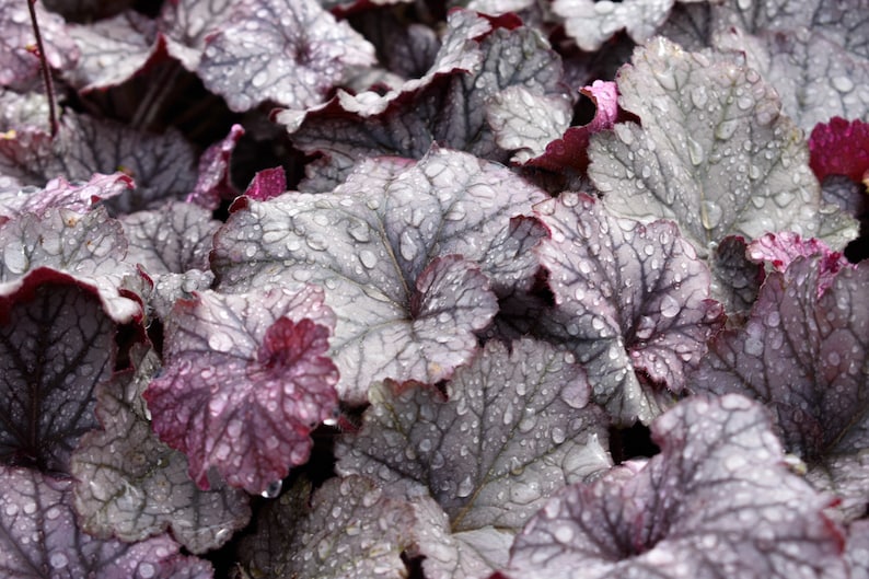 Mixed Heuchera in 3.5 inch pots, you choose amount We send out whatever is the prettiest at the time of order. image 5