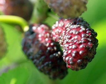 Dwarf Everbearing Mulberry: Morus – in a 4 Inch Pot Tennessee Grown