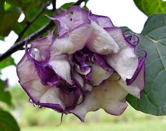 Black Currant Devil's Trumpet Live Datura Plant Large Purple/White Flowers Starter 4 in. pot-FREE SHIPPING. Do not order in extreme temps