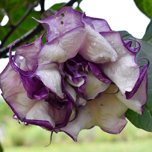 Black Currant Devil's Trumpet Live Datura Plant Large Purple/White Flowers Starter 4 in. pot-FREE SHIPPING. Do not order in extreme temps