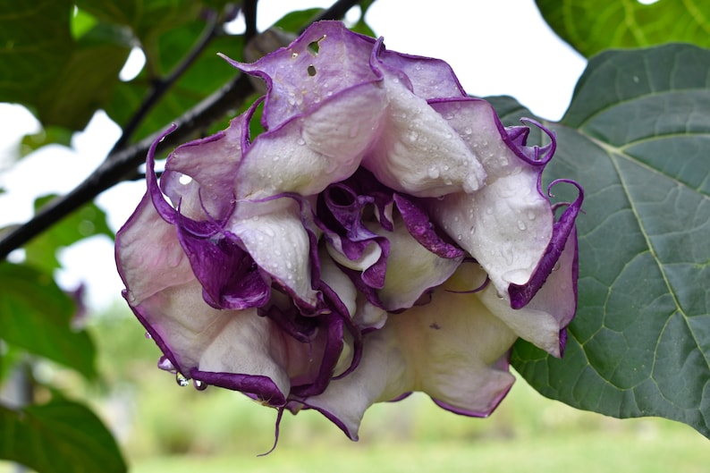 May include: A large, white flower with purple edges, covered in water droplets. The flower is drooping and has a ruffled appearance.