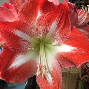 Minerva Bulb!. Great for Winter Forcing! Wonderful and unique gift! FREE SHIPPING!!