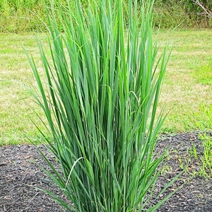 May include: A clump of green ornamental grass growing in a bed of dark brown mulch.