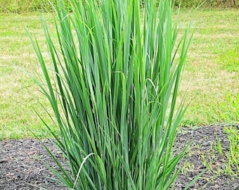 Northwind Switchgrass / Panicum virgatum--in a 3.5 inch pot