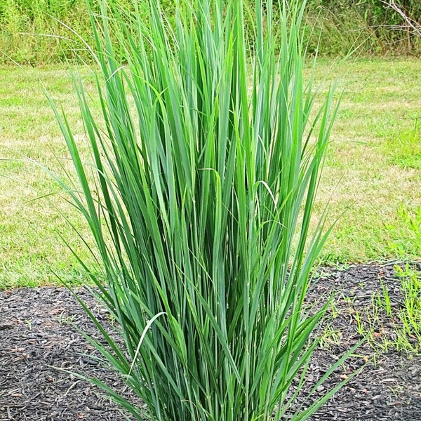 Northwind Switchgrass / Panicum virgatum--in a 3.5 inch pot