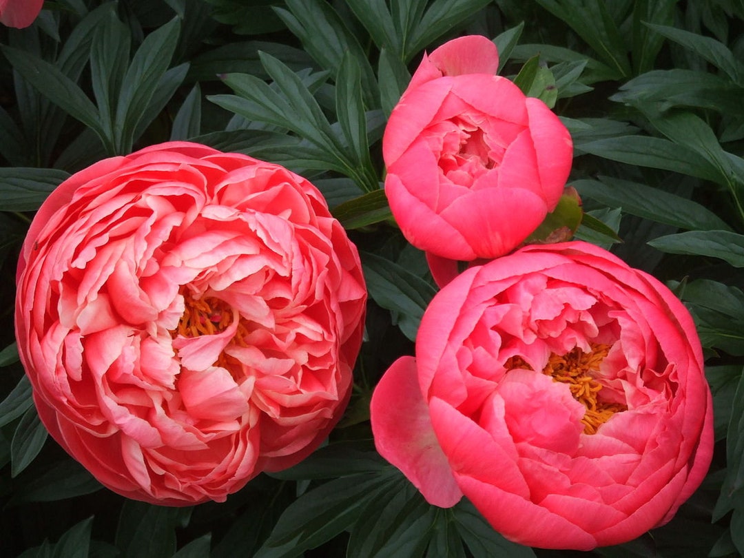 Peony coral Charm BAREROOT Paeonia Lactiflora FREE