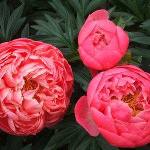 May include: Three pink peonies in full bloom with ruffled petals. The peonies are surrounded by green foliage.