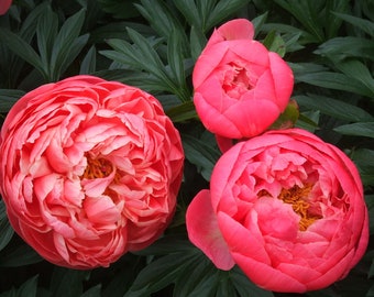 Peony "Coral Charm" BAREROOT Paeonia lactiflora FREE SHIPPING