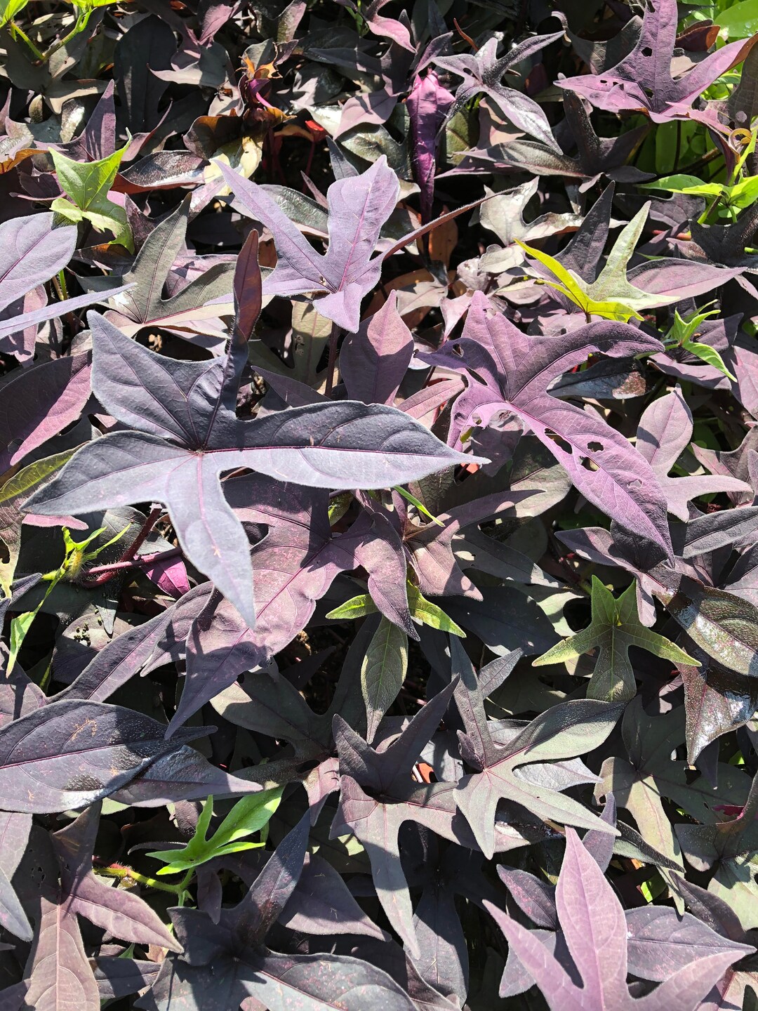 Purple Sweet Potato Vine, in 2.25 Inch Pot Decorative Vine Only, Not