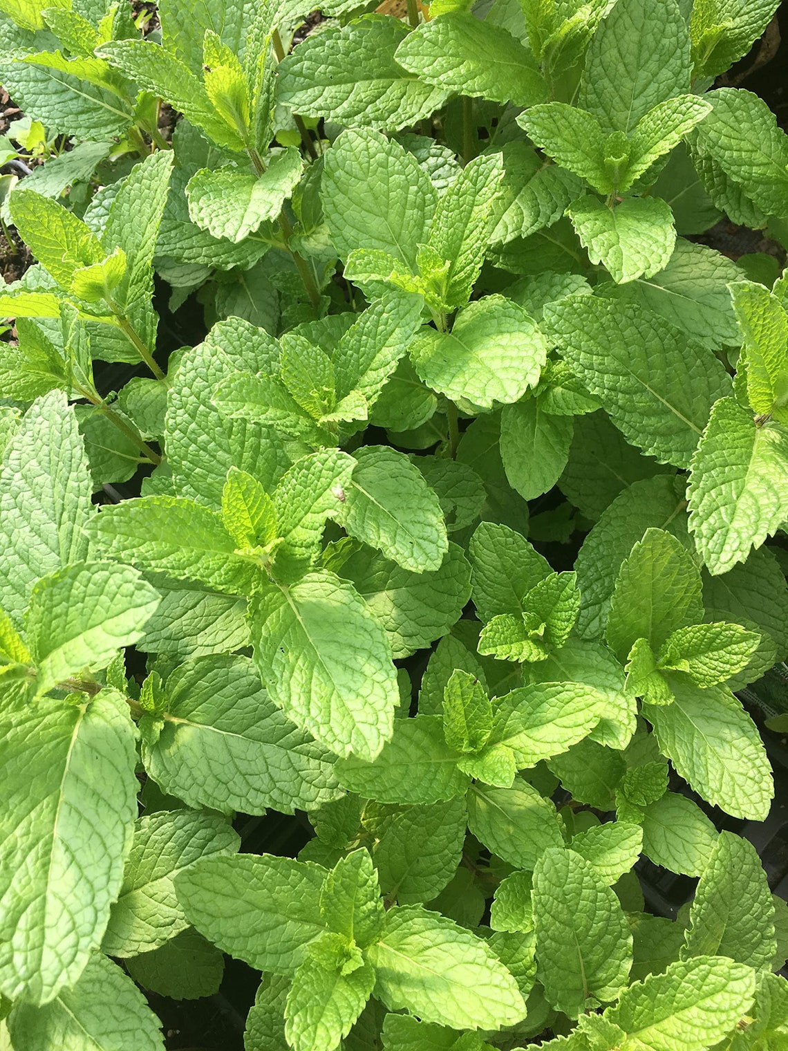 Mojito' Mint Plant Herb Hardy Perennial 4 Pot Etsy