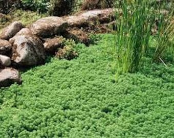 Elfin Thyme Plant - Thymus Minus - World's Smallest Thyme - Live Plant - 3" Pot