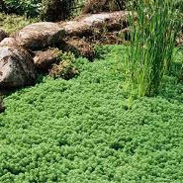 Elfin Thyme Plant - Thymus Minus - World's Smallest Thyme - Live Plant - 3" Pot