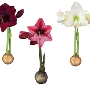 Waxed Amaryllis Bulb 28/30cm Holiday Collection---One Each Black Pearl, White Denver, and Revelation Amaryllis--Perfect Holiday Gift Bundle!