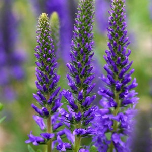 K&ouml;nnte beinhalten: Nahaufnahme von drei violetten Bl&uuml;tenst&auml;ngeln mit gr&uuml;nen Stielen und Knospen. Die Bl&uuml;ten sind in voller Bl&uuml;te und haben ein zartes, federartiges Aussehen.