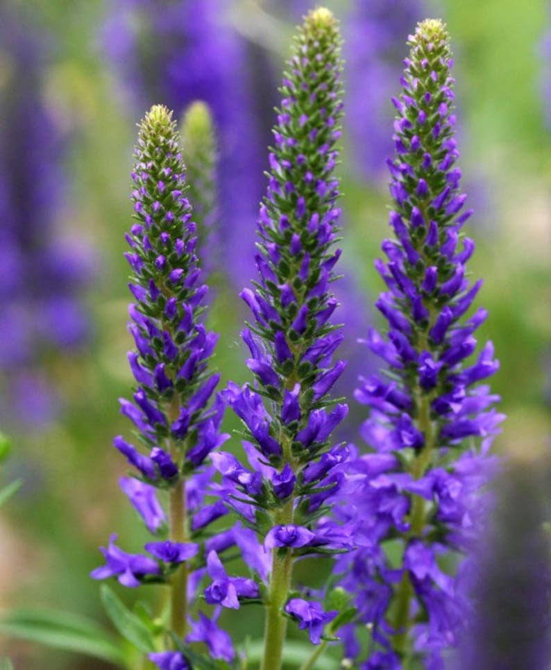 K&ouml;nnte beinhalten: Nahaufnahme von drei violetten Bl&uuml;tenst&auml;ngeln mit gr&uuml;nen Stielen und Knospen. Die Bl&uuml;ten sind in voller Bl&uuml;te und haben ein zartes, federartiges Aussehen.