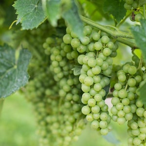 May include: Close-up of a bunch of green grapes hanging from a vine. The grapes are in clusters and are still unripe.