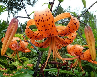 Old Fashioned Orange Tiger Lily Bulbs-- You choose amount! Free Shipping